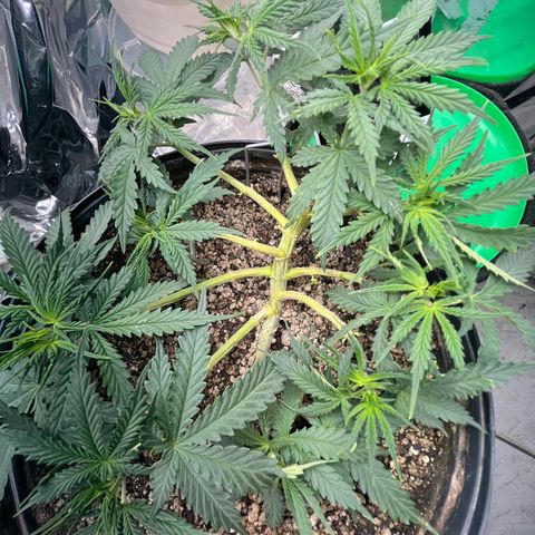 Preenseeds 2 geração  growlog timeline photo