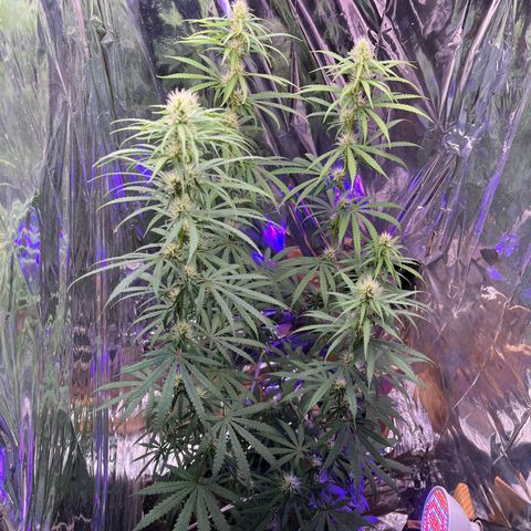 Preenseeds 2 geração  growlog timeline photo