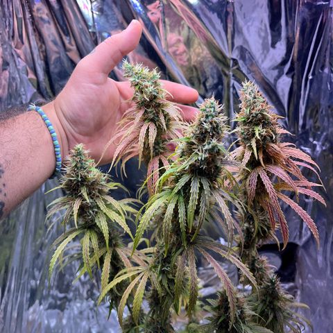 Preenseeds 2 geração  growlog timeline photo
