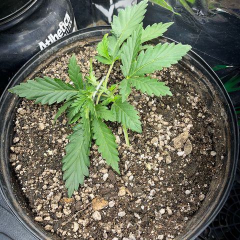 Preenseeds 2 geração  growlog timeline photo