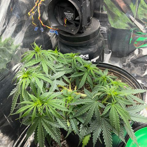 Preenseeds 2 geração  growlog timeline photo