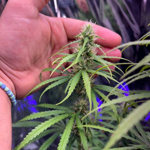 Preenseeds 2 geração  growlog timeline photo