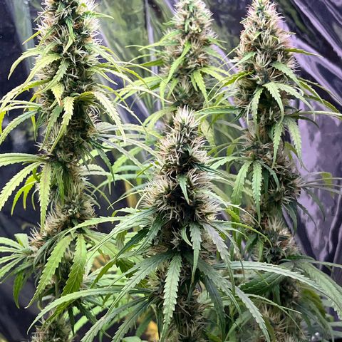 Preenseeds 2 geração  growlog timeline photo