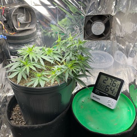 Preenseeds 2 geração  growlog timeline photo