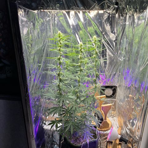 Preenseeds 2 geração  growlog timeline photo