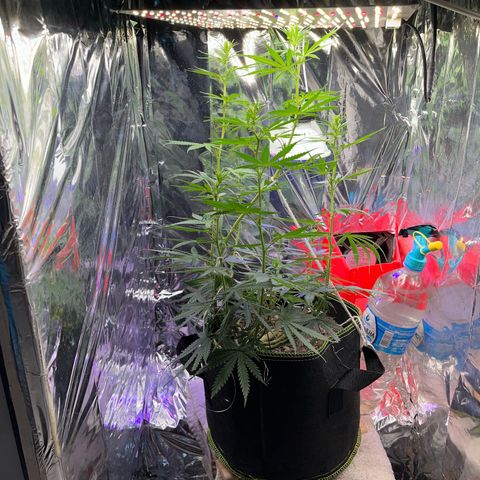 Preenseeds 2 geração  growlog timeline photo