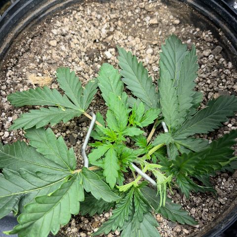 Preenseeds 2 geração  growlog timeline photo