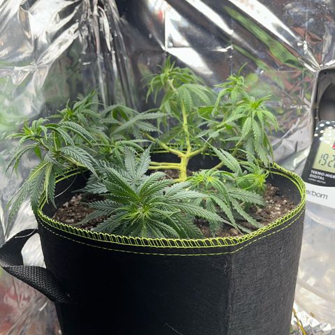 Preenseeds 2 geração  growlog timeline photo