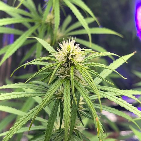 Preenseeds 2 geração  growlog timeline photo
