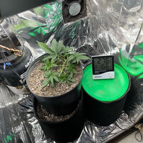 Preenseeds 2 geração  growlog timeline photo