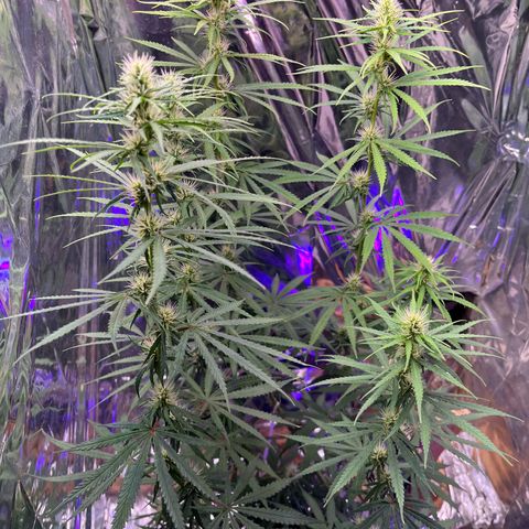 Preenseeds 2 geração  growlog timeline photo