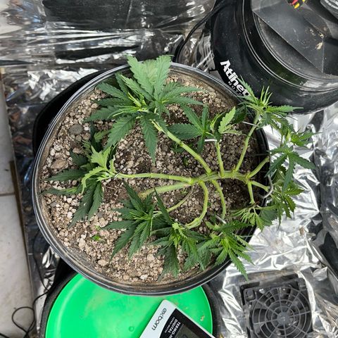 Preenseeds 2 geração  growlog timeline photo