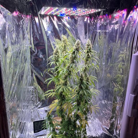 Preenseeds 2 geração  growlog timeline photo