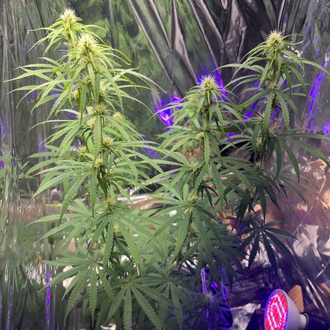 Preenseeds 2 geração  growlog timeline photo