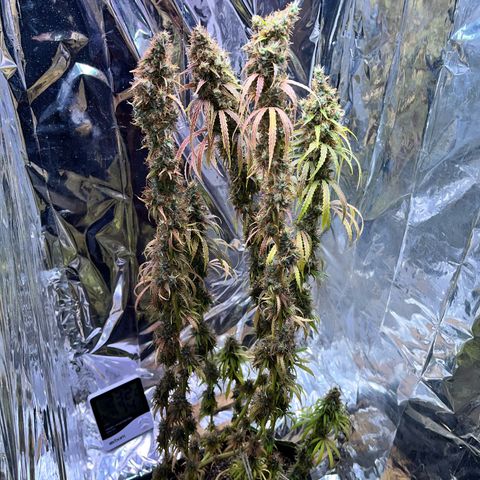 Preenseeds 2 geração  growlog timeline photo