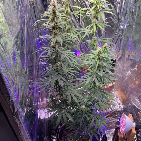 Preenseeds 2 geração  growlog timeline photo