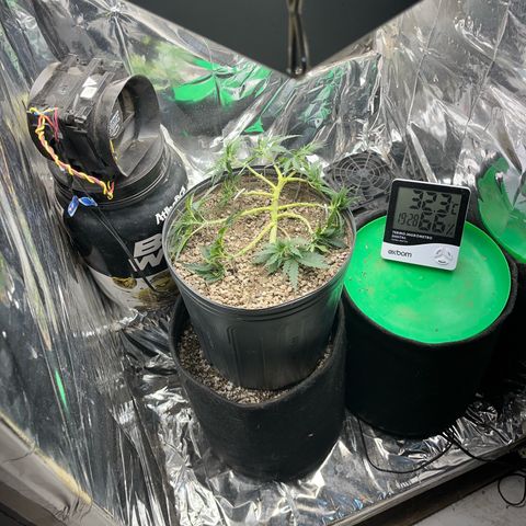 Preenseeds 2 geração  growlog timeline photo
