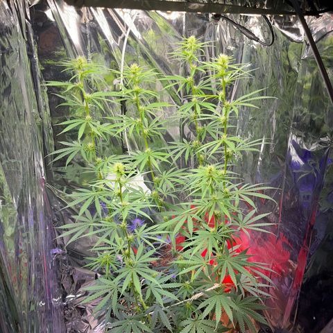 Preenseeds 2 geração  growlog timeline photo