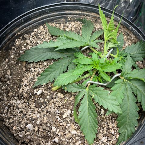 Preenseeds 2 geração  growlog timeline photo
