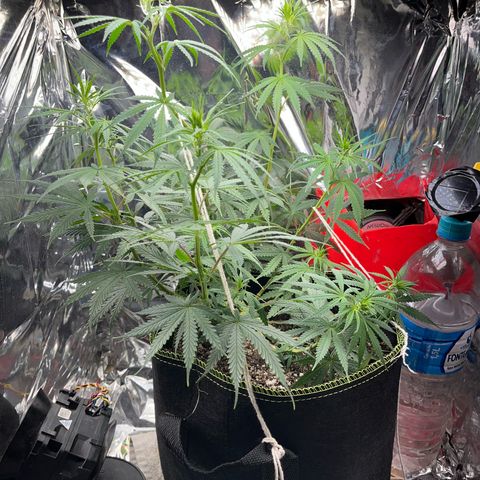 Preenseeds 2 geração  growlog timeline photo