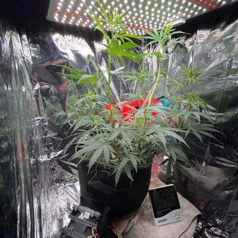 Preenseeds 2 geração  growlog timeline photo