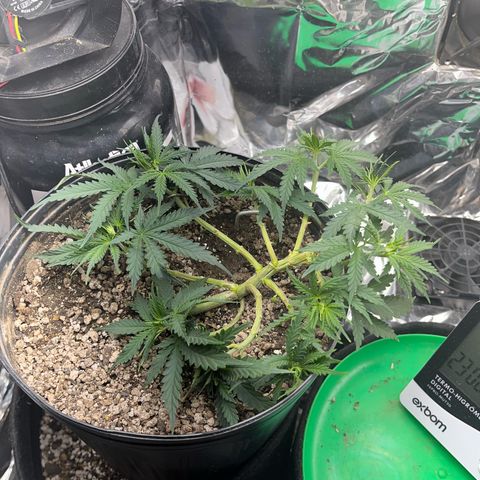 Preenseeds 2 geração  growlog timeline photo