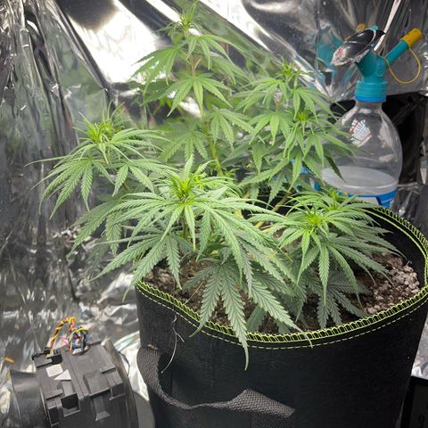 Preenseeds 2 geração  growlog timeline photo