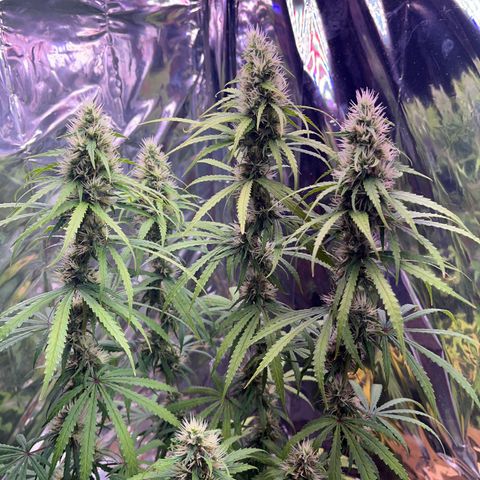 Preenseeds 2 geração  growlog timeline photo