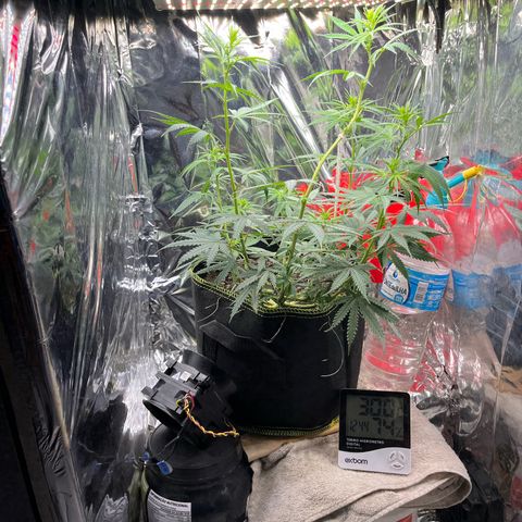 Preenseeds 2 geração  growlog timeline photo