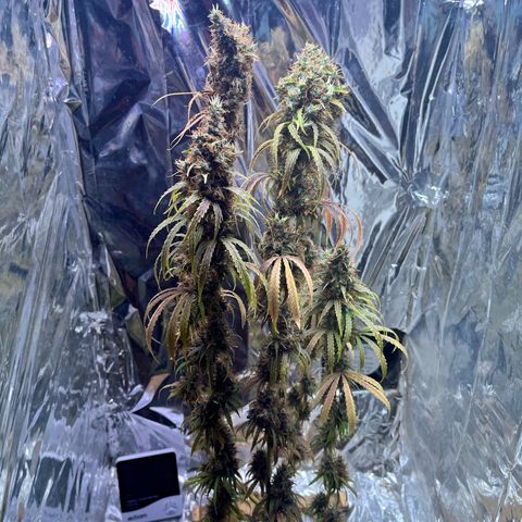 Preenseeds 2 geração  growlog timeline photo