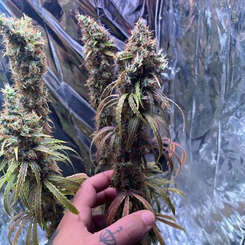 Preenseeds 2 geração  growlog timeline photo