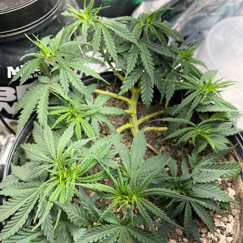 Preenseeds 2 geração  growlog timeline photo