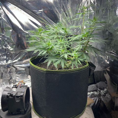 Preenseeds 2 geração  growlog timeline photo