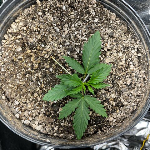 Preenseeds 2 geração  growlog timeline photo