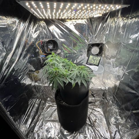 Preenseeds 2 geração  growlog timeline photo