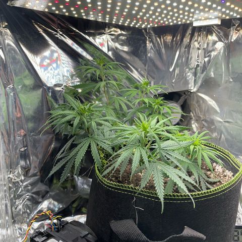Preenseeds 2 geração  growlog timeline photo