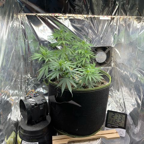 Preenseeds 2 geração  growlog timeline photo