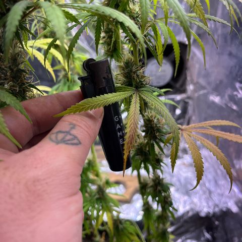 Preenseeds 2 geração  growlog timeline photo