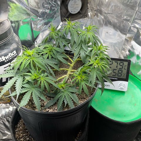 Preenseeds 2 geração  growlog timeline photo