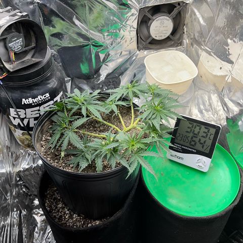 Preenseeds 2 geração  growlog timeline photo