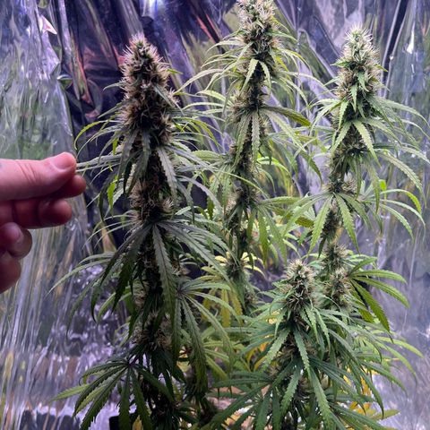Preenseeds 2 geração  growlog timeline photo