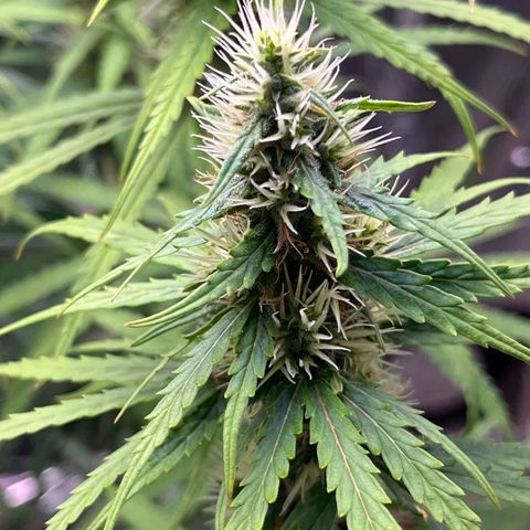 Preenseeds 2 geração  growlog timeline photo