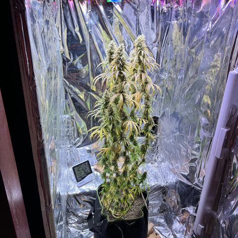 Preenseeds 2 geração  growlog timeline photo