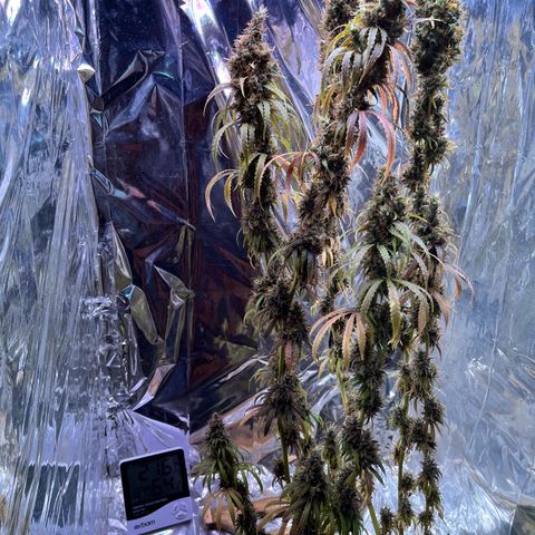 Preenseeds 2 geração  growlog timeline photo