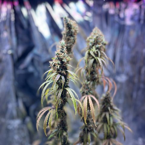 Preenseeds 2 geração  growlog timeline photo