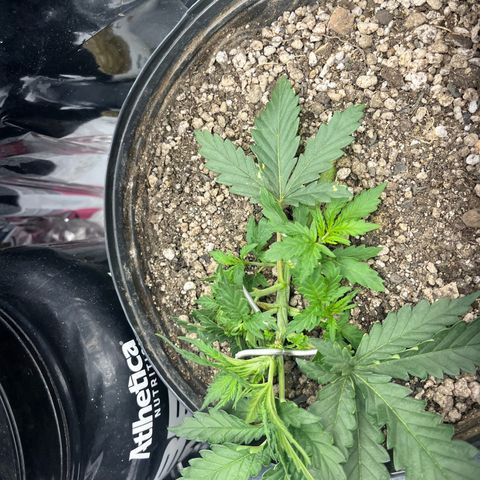 Preenseeds 2 geração  growlog timeline photo