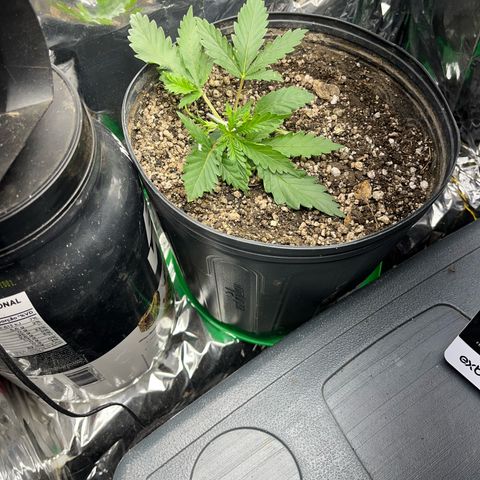 Preenseeds 2 geração  growlog timeline photo