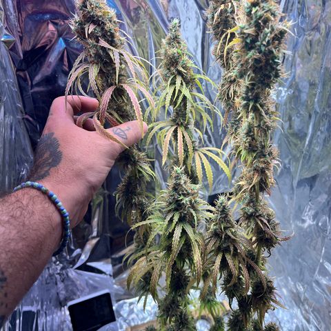 Preenseeds 2 geração  growlog timeline photo