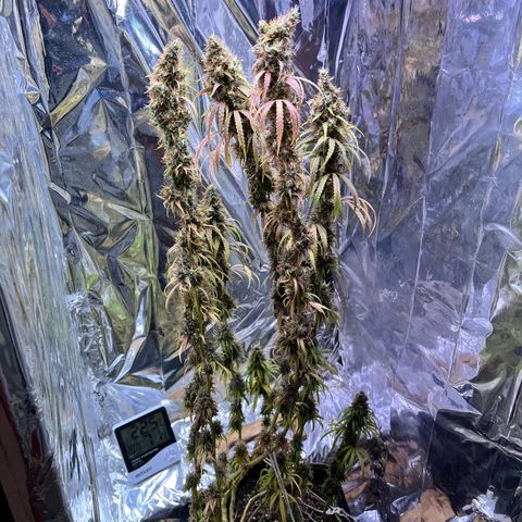 Preenseeds 2 geração  growlog timeline photo