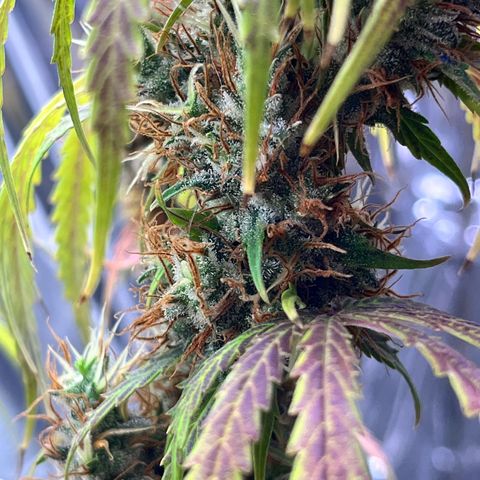 Preenseeds 2 geração  growlog timeline photo